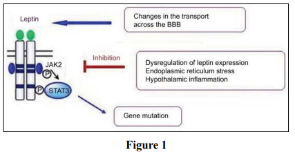 Fulltext | Leptin: Mechanisms Involved In Signaling And Resistance